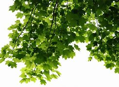 Image result for Leaf Transparent Background PNG Simple