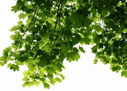 Image result for Leaf PNG 4K