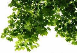 Image result for Leaves Print