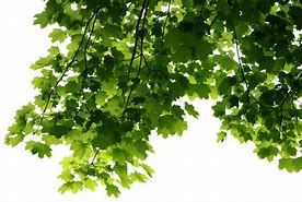 Image result for Tropical Leaf Transparent