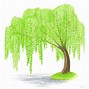 Image result for Shrub Willow Illustration