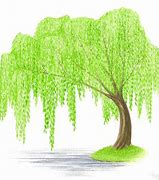 Image result for Shrub Willow Illustration