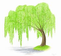 Image result for Willow Tree Clip Art