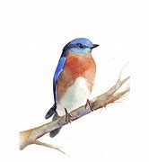 Image result for Watercolour Bird