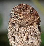 Image result for Eastern Screech Owl in a Tree