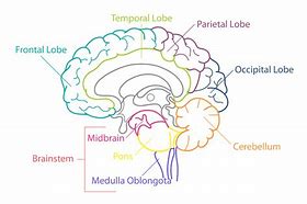 Image result for Human Brain Diagram Biology 101