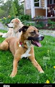 Image result for Boxer Golden Retriever Bull Terrier Mix