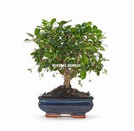 Image result for Carmona Bonsai Tree