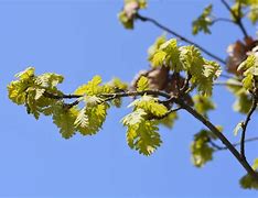 Image result for Northern Red Oak as Street Tree