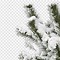 Image result for Snowy Tree Branches