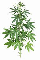 Image result for Weed Plant Clip Art