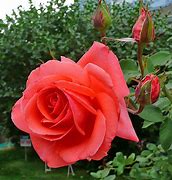 Image result for Coral Colored Roses