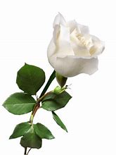 Image result for White Rose Transparent