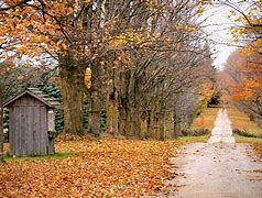 Image result for Fallen Leaves in Back Yard