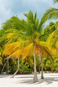 Image result for Tropical Palm Leaves