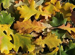 Image result for oak leaf outline