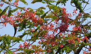 Image result for Flowering Trees and Shrubs