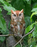 Image result for Eastern Screech Owl Legs