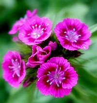 Image result for Brown Colored Flowers