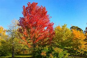 Image result for Pictures of Yellow Trees in Nebraska