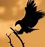 Image result for Bird On a Branch Silohette