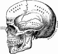 Image result for Human Skull PNG