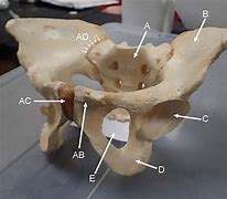 Image result for Megaloceros Pelvis