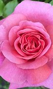 Image result for Rose Easy Kids