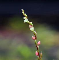 Image result for Persicaria Sao Paulo