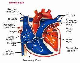 Image result for Brain and Lungs Neural Networl