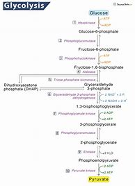 Image result for Glycolysis Steps Diagram