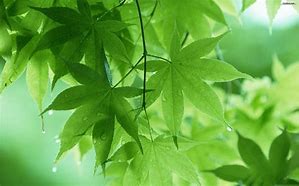 Image result for Background Flowers Leaf Green