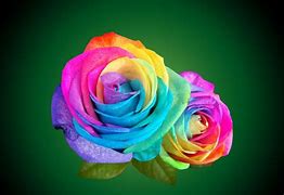 Image result for Bright Colored Roses