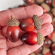 Image result for Bowl of Acorns