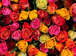 Image result for What Are Some Colors of Roses