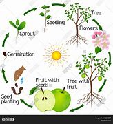 Image result for Apple Tree Life Cycle