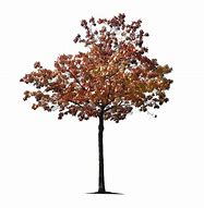 Image result for Maple Tree White Background