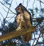 Image result for Eastern Screech Owl in a Tree