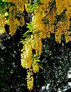 Image result for Golden Chain Tree