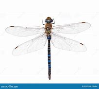 Image result for Dragonfly White Background