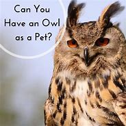 Image result for Pet Owl Illinois