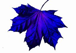 Image result for Fall Leaf Coloring Sheet