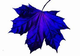 Image result for Grape Leaf Shape