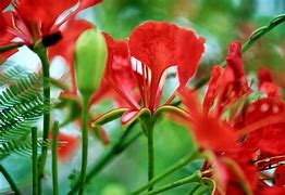 Image result for Flower Coloring Pages with Birds