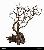 Image result for Dried Tree Branches