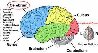 Image result for Label Parts of Brain