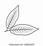 Image result for Bay Leaf Illustration