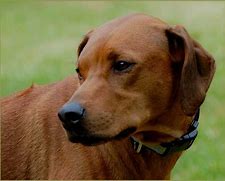 Image result for Ridgeback Golden Retriever Crossbreed