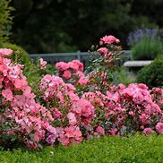 Image result for Coral Carpet Rose