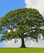 Image result for White Oak Tree Seeds